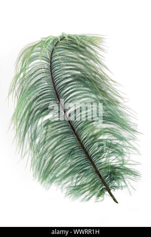 Feather Stock Photo