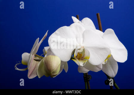 Moon Orchid Stock Photo
