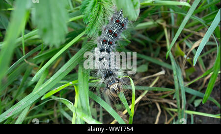 Lymantria dispar caterpillars move in forest. beautiful pest ...
