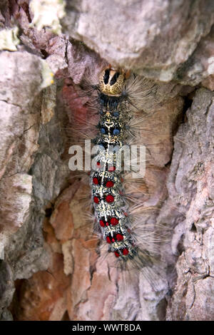 Lymantria dispar caterpillars move in forest. beautiful pest ...