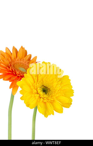 Macro Image Of Two White Daisies Flowers Stock Photo - Alamy