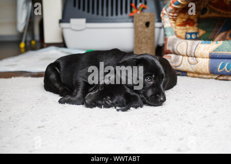 Two little black dogs sleep on soft carpet. Puppies are resting. Selective focus. Stock Photo