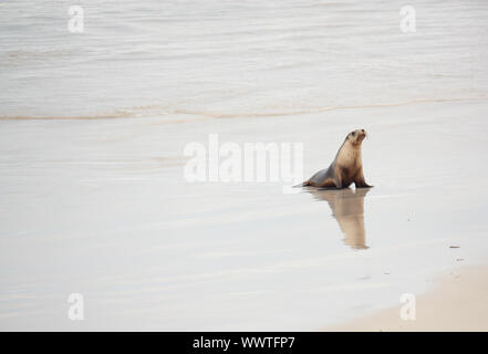 Sea lion basking in the sun on the beaches of Australia with reflection in water Stock Photo