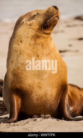 Sealion basking in the sun on the beaches of Australia Stock Photo