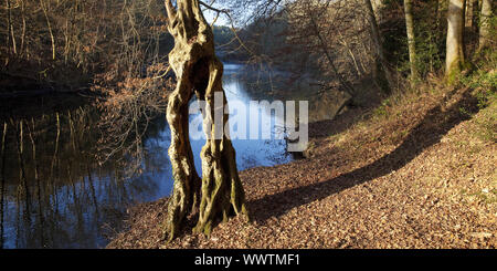 weird tree at river Wupper in autumn, Solingen, Bergisches Land, North Rhine-Westphalia, Germany Stock Photo