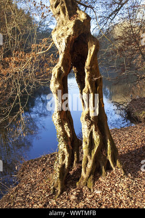 weird tree at river Wupper in autumn, Solingen, Bergisches Land, North Rhine-Westphalia, Germany Stock Photo