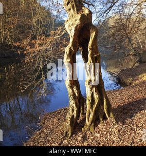 weird tree at river Wupper in autumn, Solingen, Bergisches Land, North Rhine-Westphalia, Germany Stock Photo