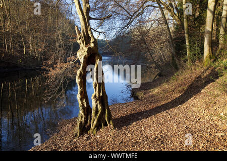 weird tree at river Wupper in autumn, Solingen, Bergisches Land, North Rhine-Westphalia, Germany Stock Photo