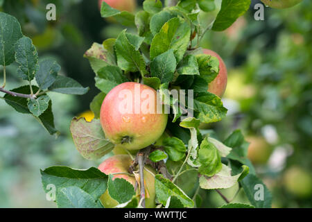 Alkmene apple, old variety, Germany, Europe; Stock Photo