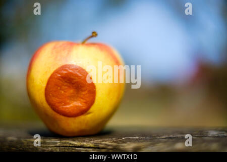 rotten apple Stock Photo