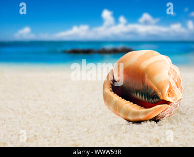 a Beautiful perfectly shaped sea shell on the beach Stock Photo - Alamy