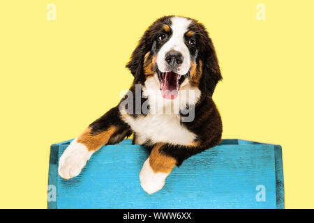 Berner sennenhund puppy posing. Cute white-braun-black doggy or pet is playing on yellow background. Looks attented and playful. Studio photoshot. Concept of motion, movement, action. Negative space. Stock Photo