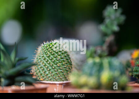 Collection of various cactus and succulent plants. Stock Photo