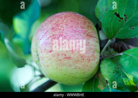 Altländer Pfannkuchenapfel apple, old variety, Germany, Europe; Stock Photo