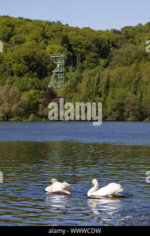 mute swan on lake Baldeney with headframe, Essen, Ruhr Area, North Rhine-Westphalia, Germany, Europe Stock Photo