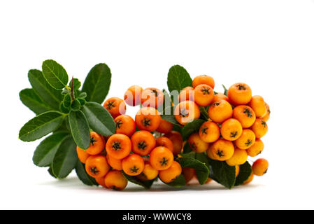 Pyracantha firethorn orange berries with green leaves, isolated on white background Stock Photo