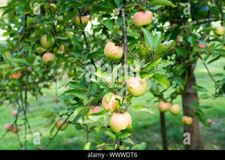 Finkenwerder Herbstprinz, apple, old variety, Germany, Europe; Stock Photo