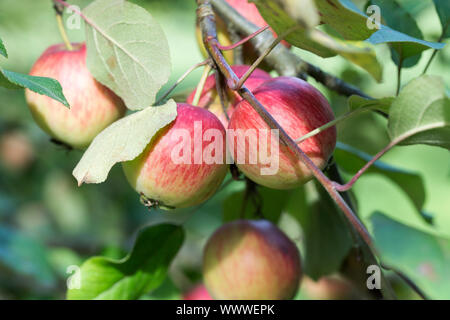 Schöner von Herrnhut, apple, old variety, Germany, Europe; Stock Photo
