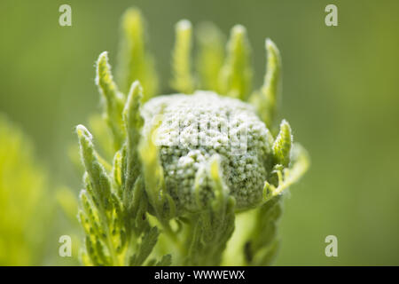 Yarrow achillea millefolium Stock Photo