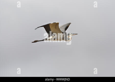 Black-headed heron (Ardea melanocephala) in flight Stock Photo
