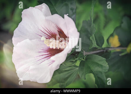 Beautiful large pink and white hibiscus flower. Stock Photo