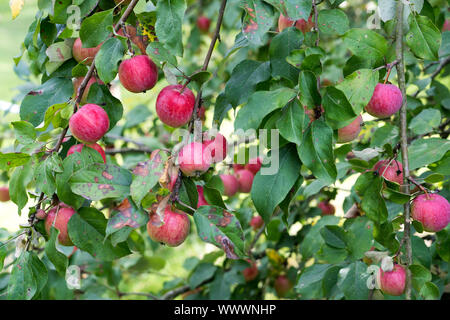 Schöner von Herrnhut, German apple cultivar, Germany, Europe Stock Photo
