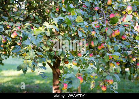 Schöner von Herrnhut; Herrnhut, German apple cultivar, Germany, Europe Stock Photo