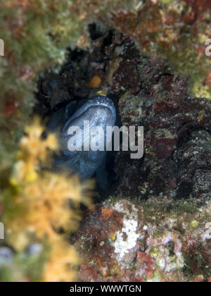 European conger (Conger conger) Stock Photo