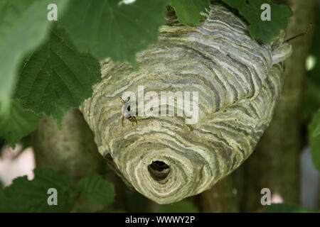 Wasp nest in natural environment Forest under leaves Stock Photo