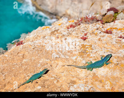 formentera lizard couple on sea background Podarcis pityusensis formenterae Stock Photo