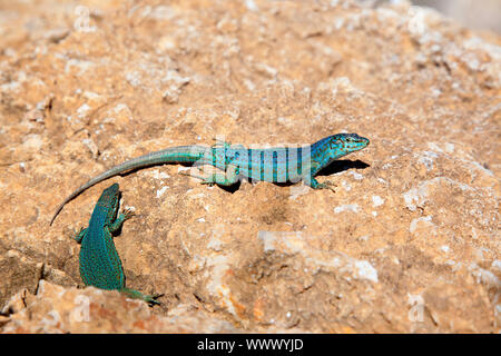 formentera lizard couple Podarcis pityusensis formenterae Stock Photo