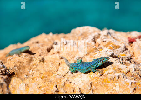 formentera lizard couple on sea background Podarcis pityusensis formenterae Stock Photo