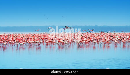 African safari, flamingos in the lake Nakuru, Kenya Stock Photo