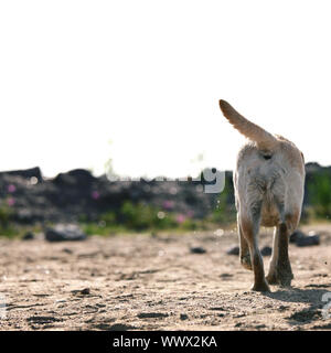 happy dog play on the ground Stock Photo