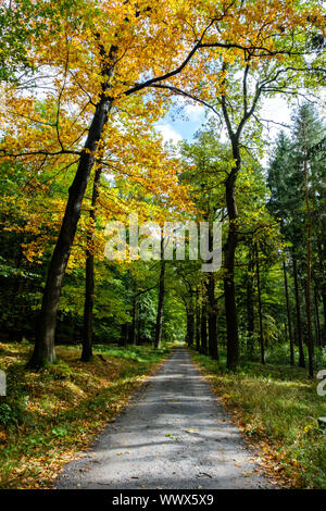 Forest path in the Elbe Sandstone Mountains Stock Photo
