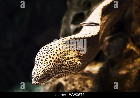 Saltwater fish Moray eel in the aquarium. Stock Photo