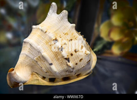 Still life:a beautiful seashell on the table. Stock Photo