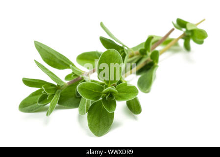 Fresh  marjoram  isolated on white background Stock Photo