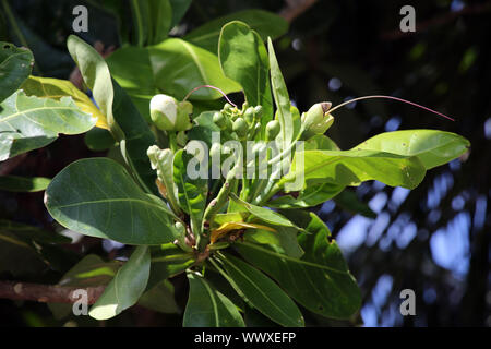 fish poison tree, putat, sea poison tree, Box Fruit Stock Photo