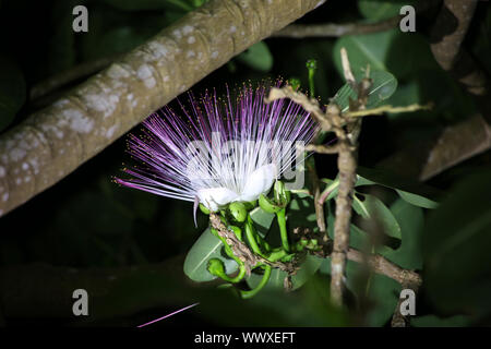 fish poison tree, putat, sea poison tree, Box Fruit Stock Photo