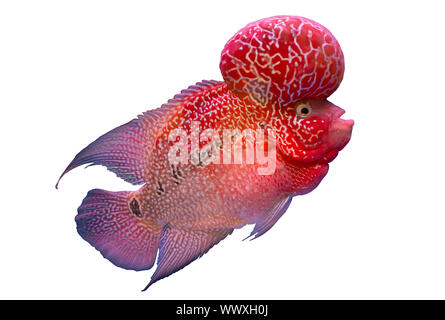 Red flower horn fish isolated on white background Stock Photo