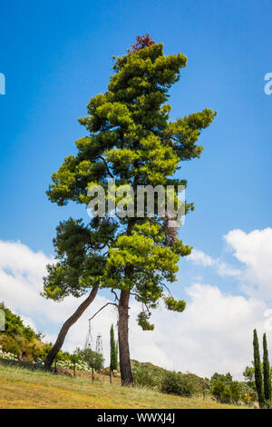 An image of a nice lonely tree under the blue sky Stock Photo - Alamy