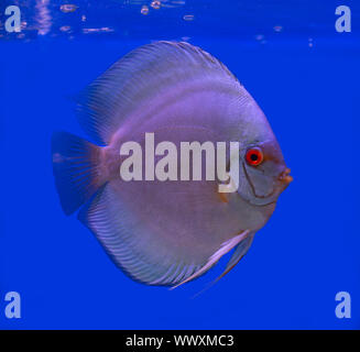 Blue diamond discus fish on blue background Stock Photo