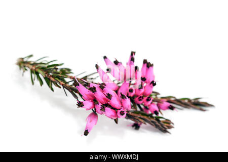 Purple heather flowers isolated on white background Stock Photo