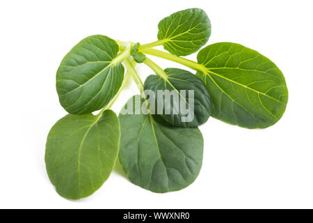 Tatsoi salad isolated on white background Stock Photo