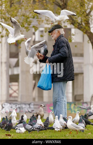 Cambre / Spain - November 19 2018: Old man feeding seagulls in a park in Galicia Spain Stock Photo