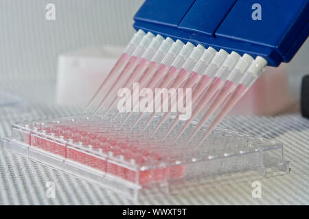 Blue multi-channel pipet used for pipetting a 96 well plate with pink solution on white Stock Photo