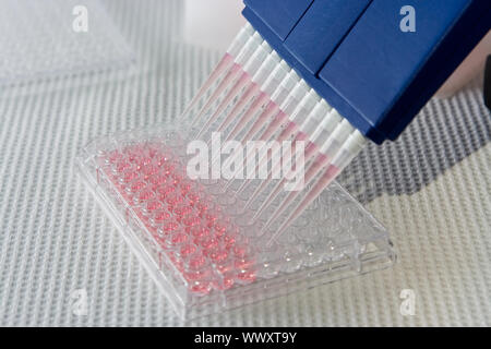 Blue multi-channel pipet used for pipetting a 96 well plate with pink solution on white Stock Photo