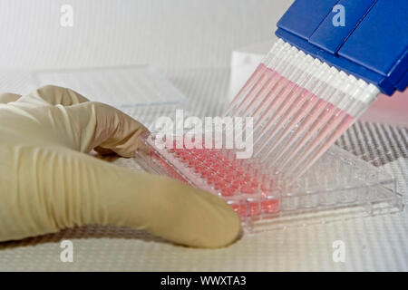 Scientist using blue multi-channel pipet for pipetting a 96 well plate with pink solution on white Stock Photo