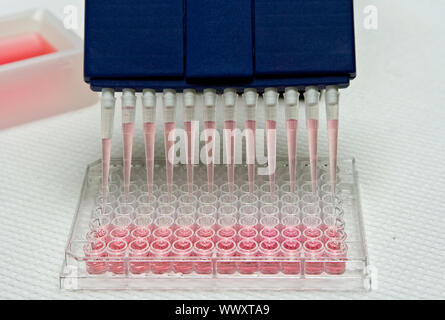 Blue multi-channel pipet used for pipetting a 96 well plate with pink solution on white Stock Photo
